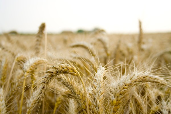 Hungary reported the largest increase in agricultural output in the European Union in 2023, reporting a 26% increase, according to Eurostat data.