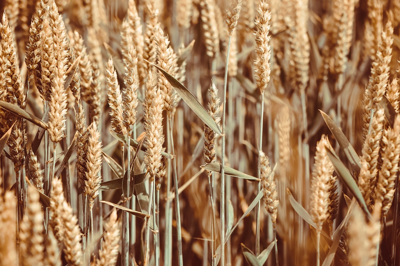 The total cereal harvest in Austria this year totalled 4.86 million tonnes, a 6% decline on the previous year, new data from Statistics Austria has revealed.