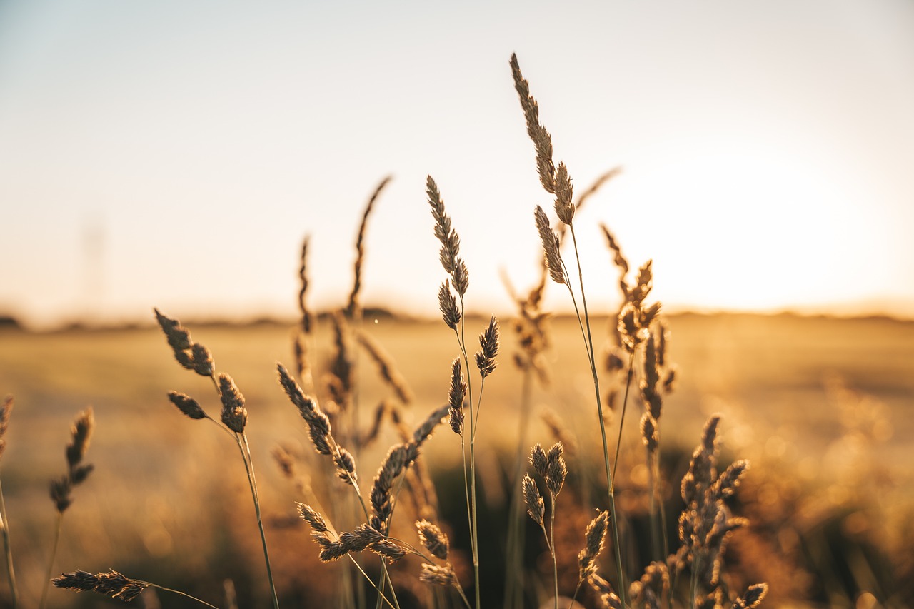 Total cereal production in Sweden is estimated to come in at 5.1 million tonnes, a 19.% increase on the previous year, although 6% lower than the five-year average, new data from Statistics Sweden (SCB) has found.
