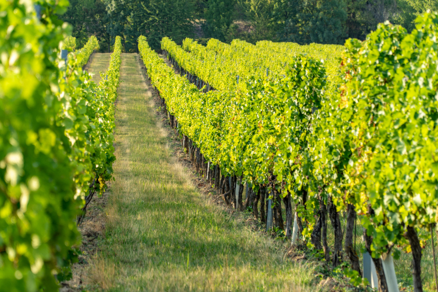 Wine production in Austria fell by 20% in 2024, to a total of 1.87 million hectoliters, new data from Statistics Austria has found.