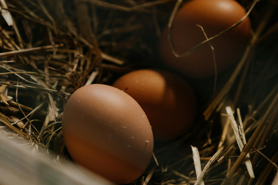 Czechia saw the biggest increase in egg prices in the EU over the past year, with a 46% increase, according to new data from Eurostat.