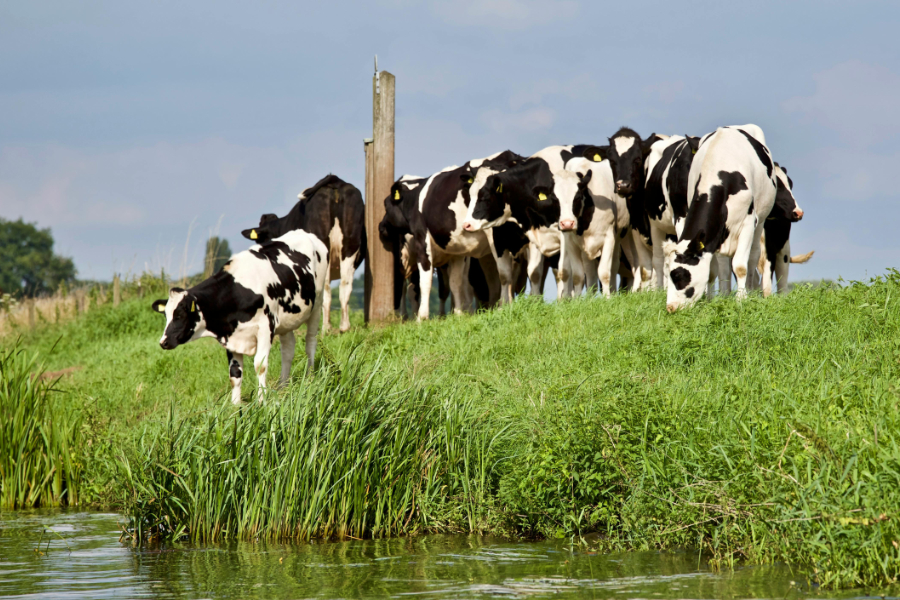 The European Dairy Association has criticised the US government's introduction of tariffs on a wide range of EU goods, with Alexander Anton, secretary general, describing the tariffs as "unjustified".