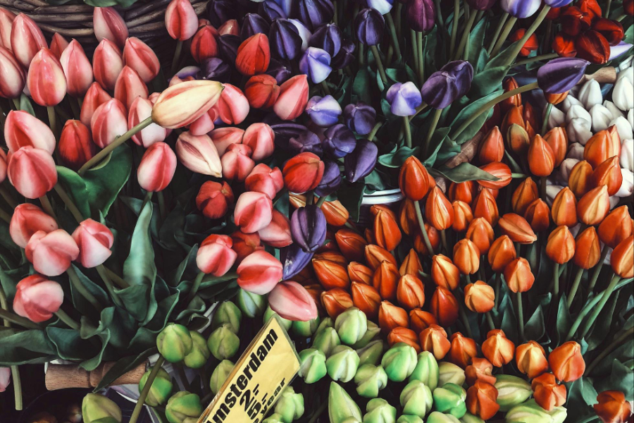 Tulips from Amsterdam, anyone? The area utilised to grow and cultivate flower bulbs in the Netherlands has risen by 16% in the past ten years, to more than 27,000 hectares, new data from Statistics Netherlands has found.