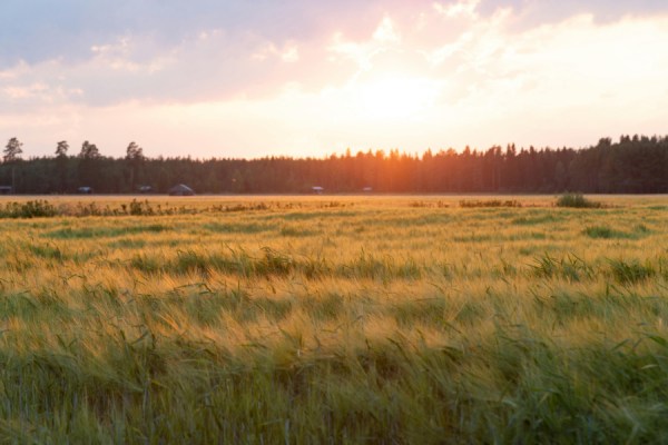 Entrepreneurial income from Finland's agricultural sector was 5.3% higher in 2024 compared to the previous year, according to Statistics Finland.