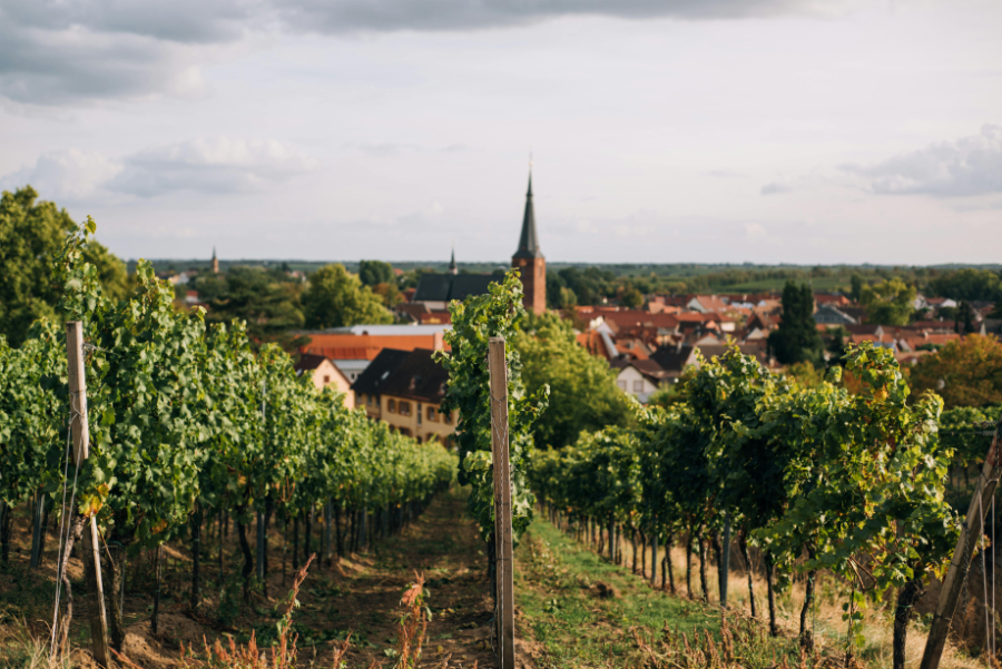 Wine production in Germany fell by 2.6% last year, to 7.55 million hectolitres, according to new data from the federal statistics office (Destatis).