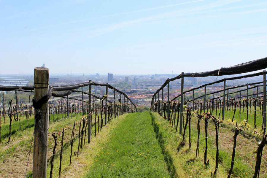 Wine production in Austria surged by 37% last year, to 2.56 million hectolitres, following on from low volumes recorded in 2024, new data from Statistics Austria has found.
