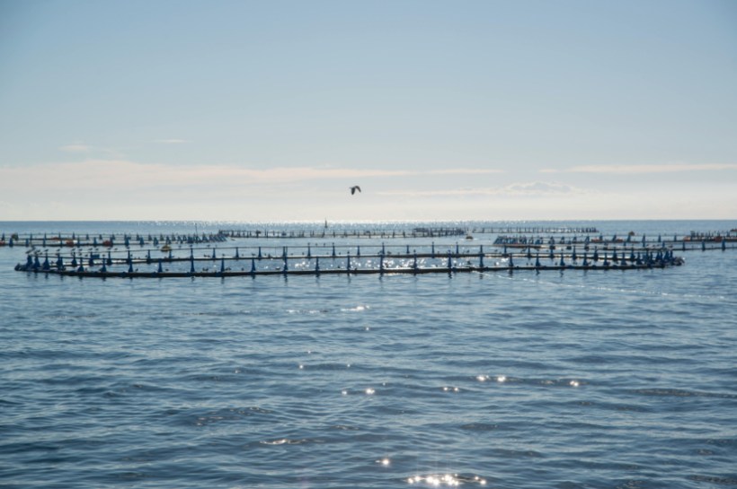 The aquaculture sector in the European Union had a total value of €4.6 billion in 2024, producing around one million tonnes of fish, molluscs, algae and crustaceans during the year, new data has revealed.