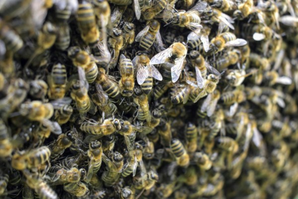 Italy has around 1.9 million beehives across its farming network, more than any other European country, according to new data from Eurostat.