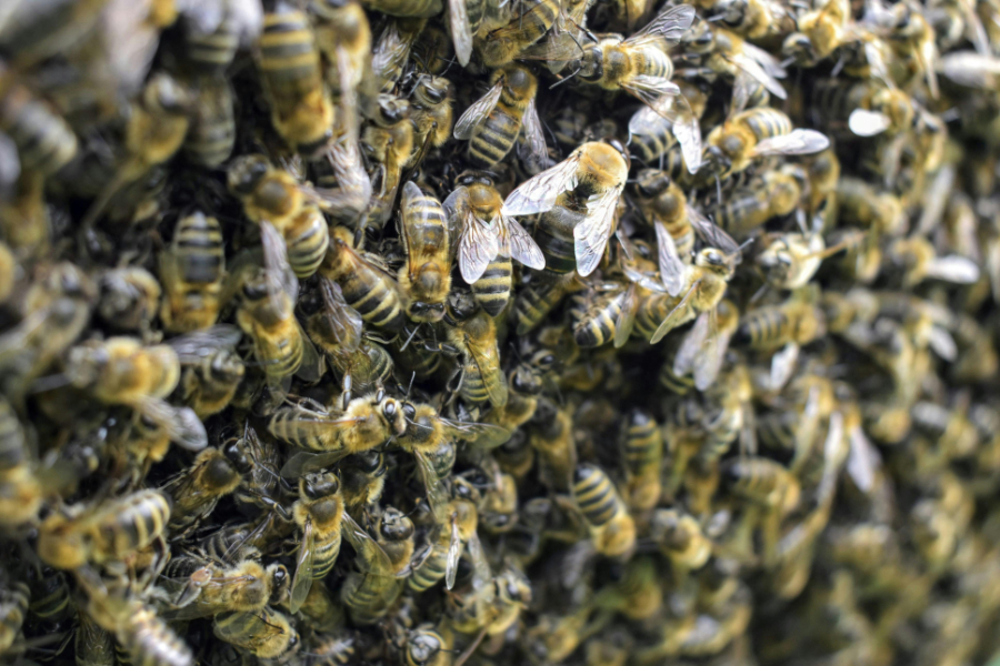 Italy has around 1.9 million beehives across its farming network, more than any other European country, according to new data from Eurostat.
